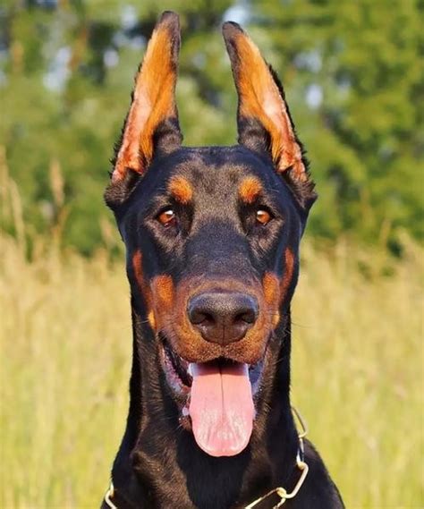 杜賓犬打架:原因、預(yù)防和處理方法