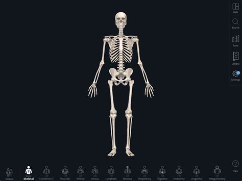 成人身上有多少塊骨骼